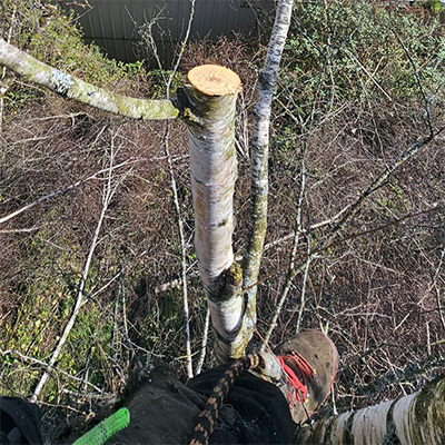 Tree surgery