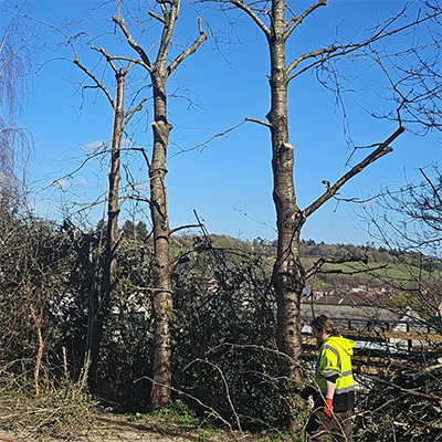 Tree surgery