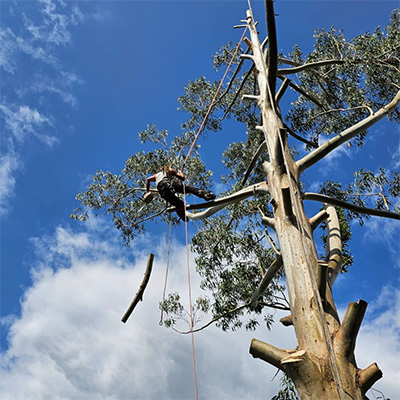 Tree surgery