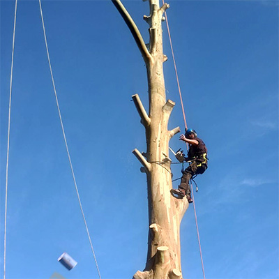 Tree surgery
